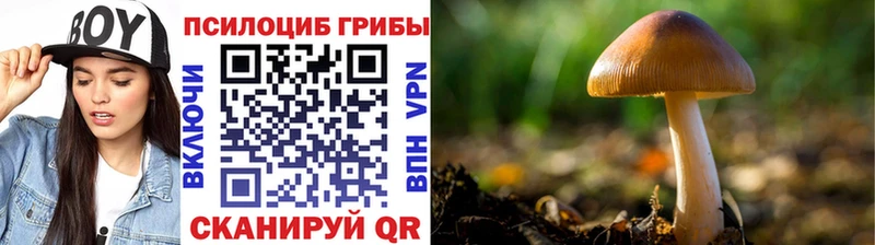 магазин продажи наркотиков Острогожск Псилоцибиновые грибы мухоморы